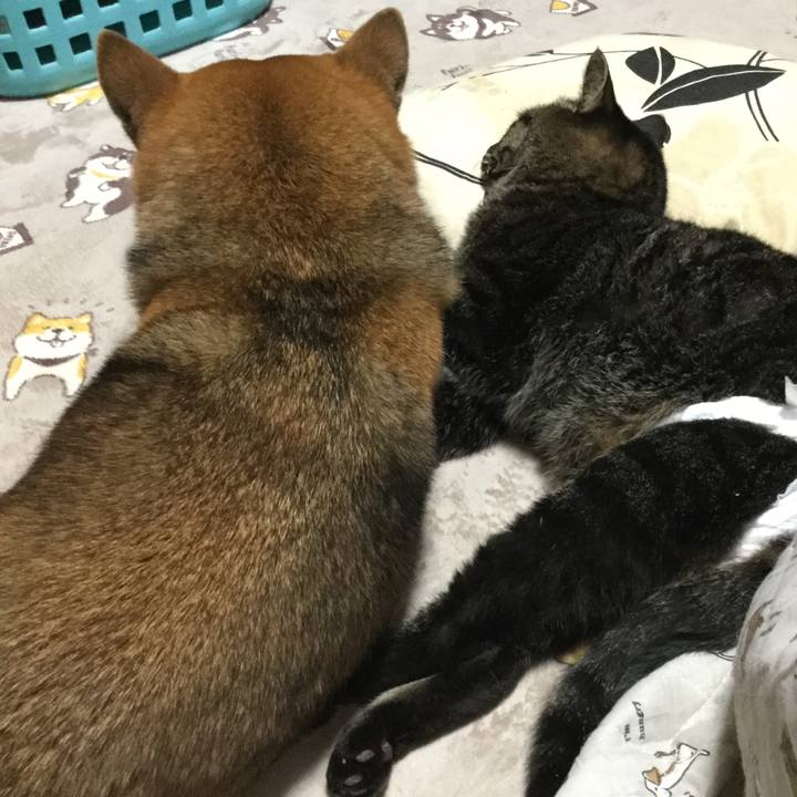 55a8440c cc92 4711 9dfb a93c125febea 1607468498597