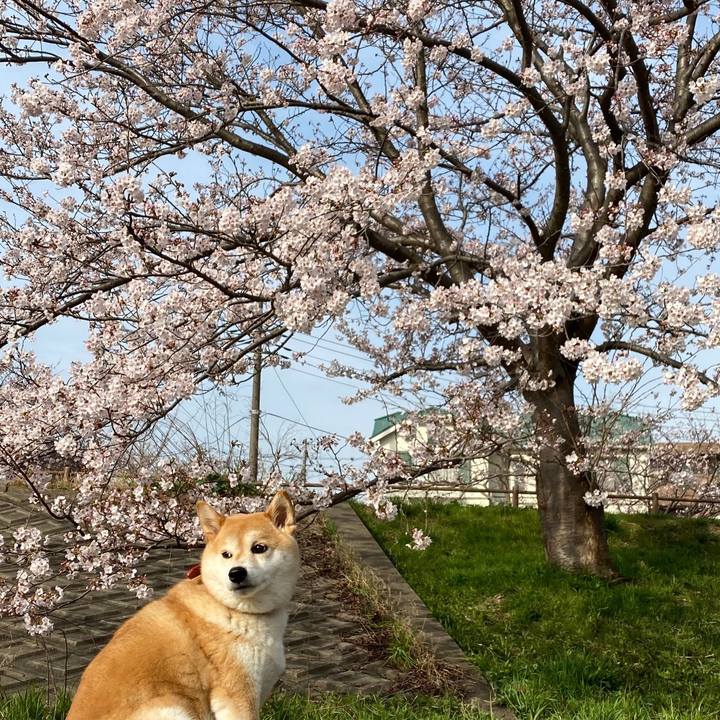 55a86860 e19c 4fc6 9bf4 1a2781835806 1584878530526