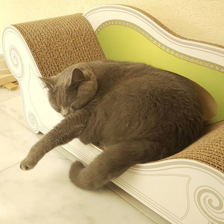 55a9219e 563d 43d4 8093 ca52c364dc1a 1538369202040