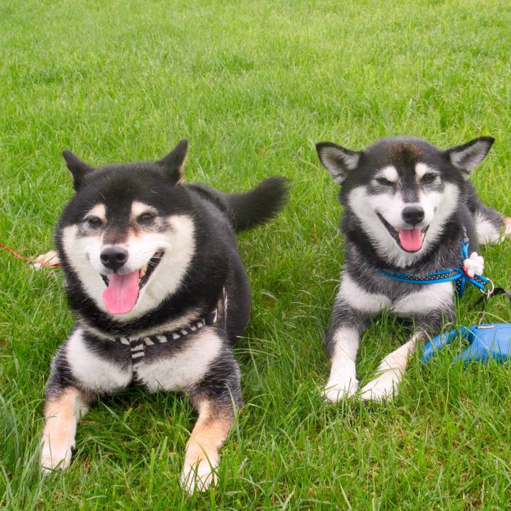 55a942d6 9a8f 48e6 a643 3516be8df28c 1594976228505