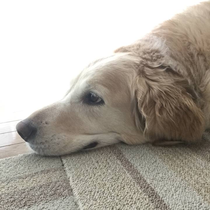 55abe366 c41d 4fb8 8202 1ded634b040f 1559255845872