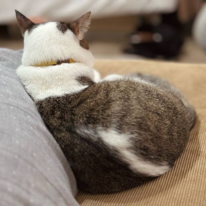 55ad275a 9a6f 4d40 b26a 58976f90f7d7 1760878750813