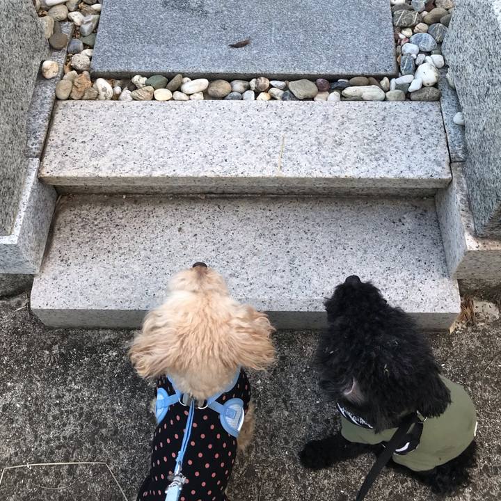 55ad7ed7 af4f 4f36 ba8b ea326f52a771 1540075326126