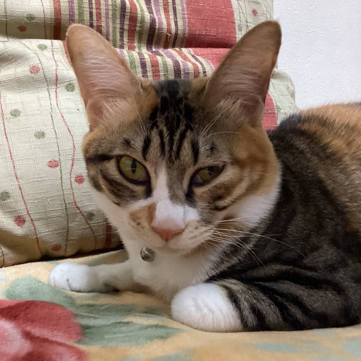 55ae73f8 c30e 4cac 9fbf 5968f21c9004 1670988107501