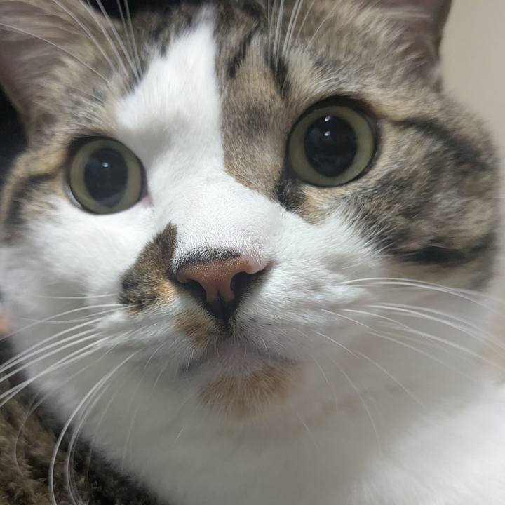 55ae85a6 36ab 4e60 afe1 bc4ab5007385 1760866129746