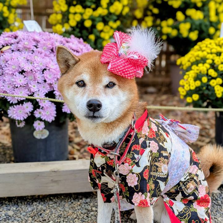 55af18f4 7864 438d 80ab caf44ab50958 1763977397161