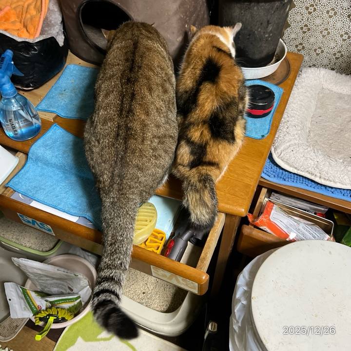 55b1a324 09c0 4406 8b64 6e48d7bddb8d 1766700098197