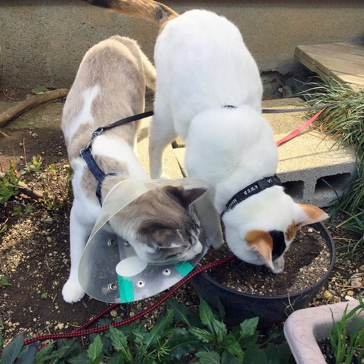 55b4aa98 3b88 486d 94eb a8a37d86be2f 1617495676055