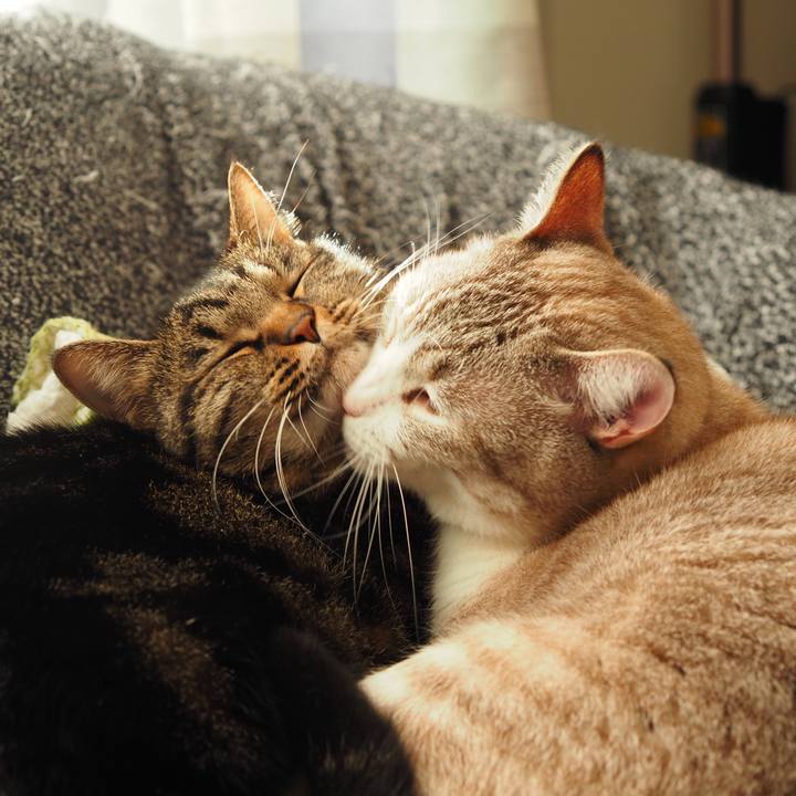 55b6c00b 1e07 439c bdc8 e2b3f2b8c7d8 1605340578434