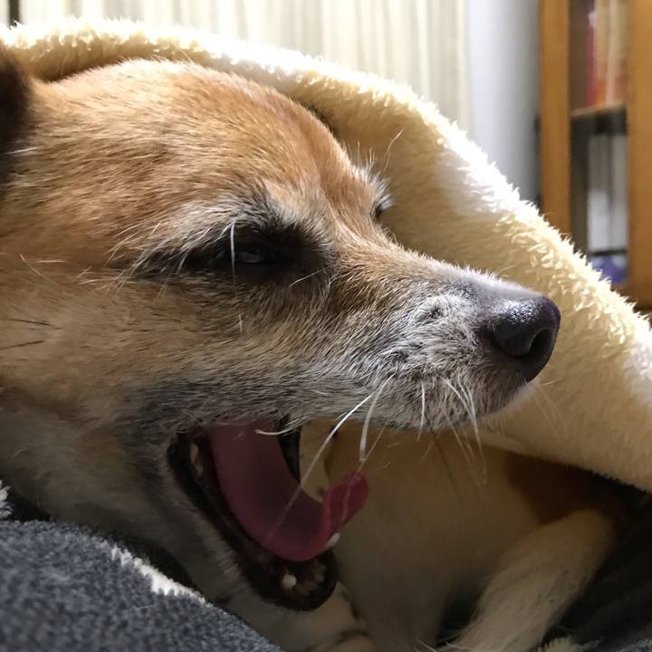 55b7efd9 a1cd 48f8 83eb 5bc2450612c8 1544357175900