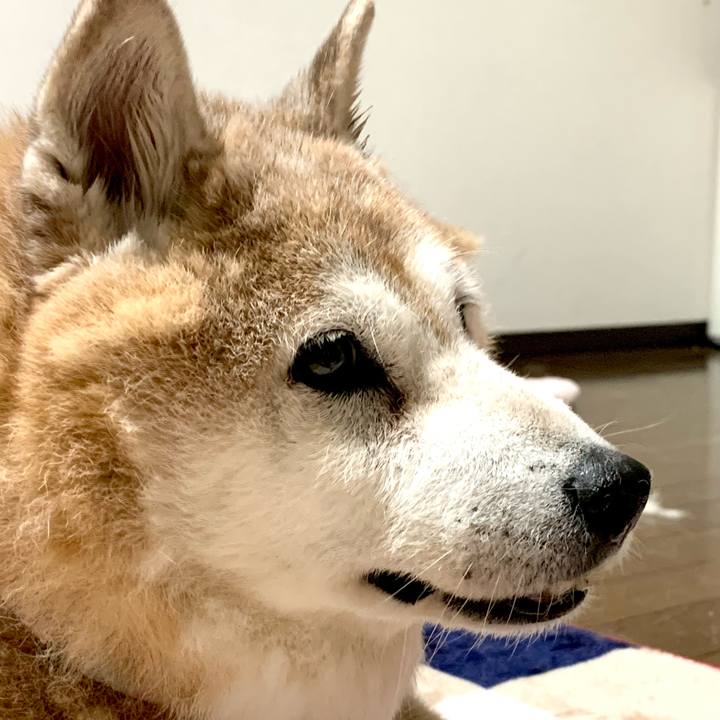 55b890e5 7f7f 47c4 981c 91481d46f2a1 1634902446649