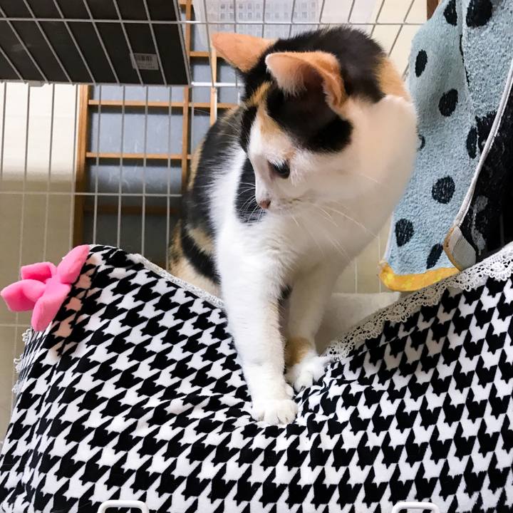 55b9df0c a250 46fc 89a2 21065bc4f51a 1510239204740