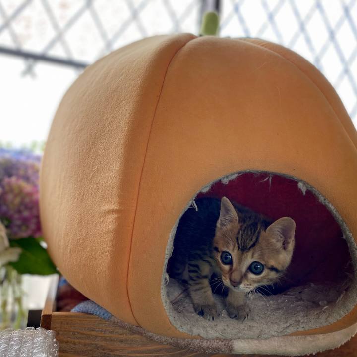 55bacb93 006f 42b0 b2e2 4b67fb06bff4 1620958415566