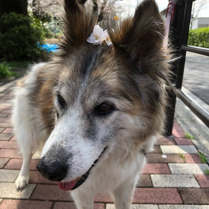 55bc03e1 8da7 41f0 8a37 d8c4821c61ae 1521855893906