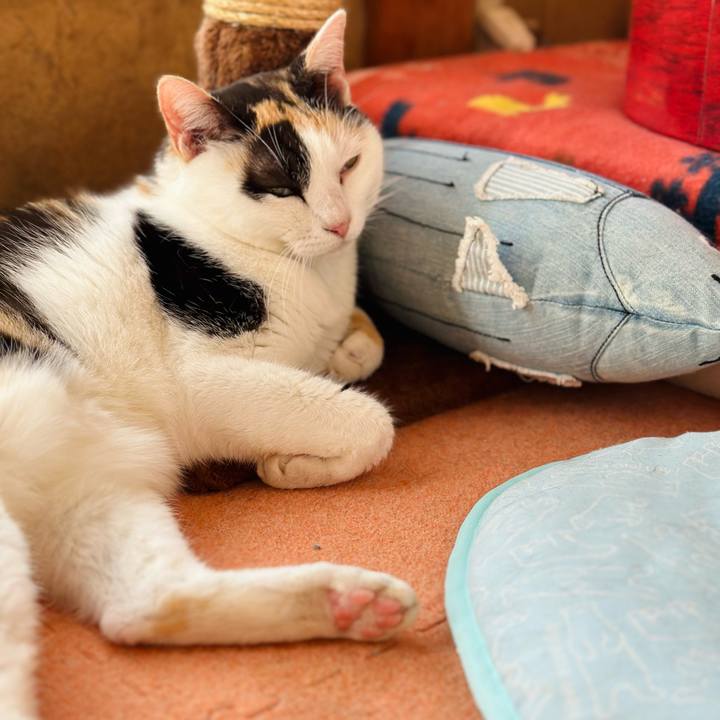 55bc7d22 41cf 4629 9b3e 183024aa0b16 1698372058758