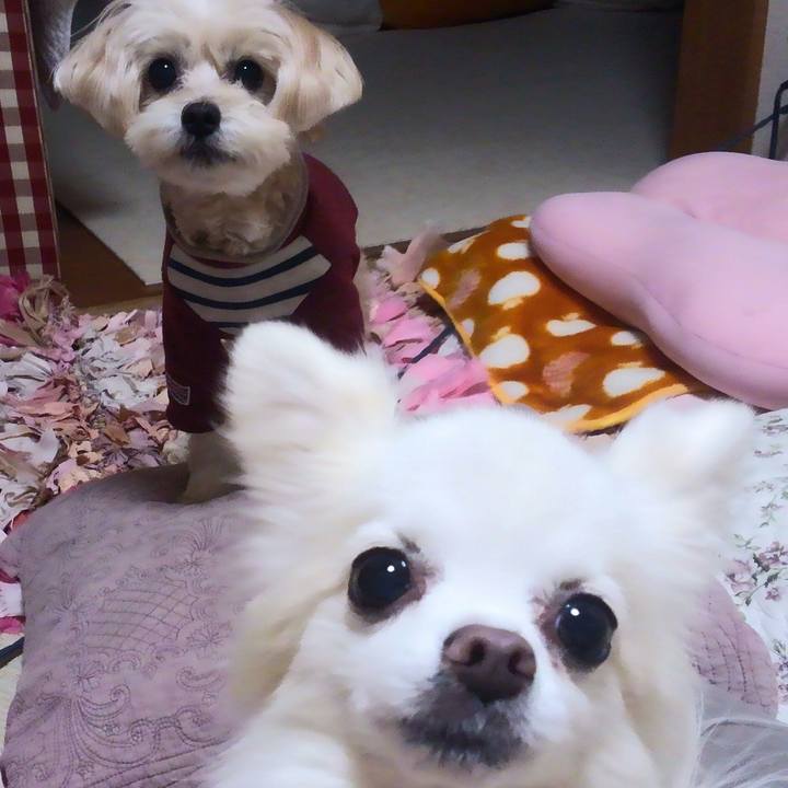 55bce30e 8076 4d20 93e4 db1cde764a29 1544614556206