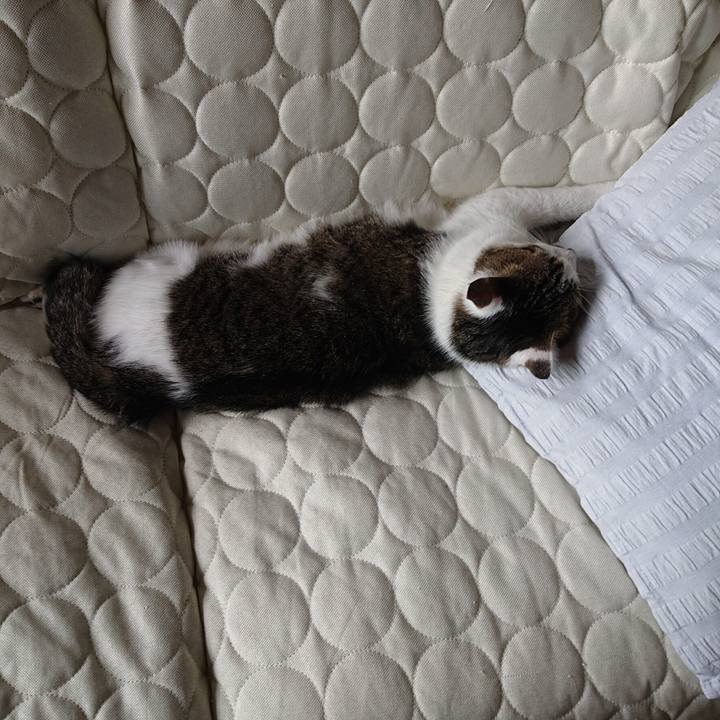 55bd1e73 7bcd 4273 aea9 2c694d2aaac4 1593910630239