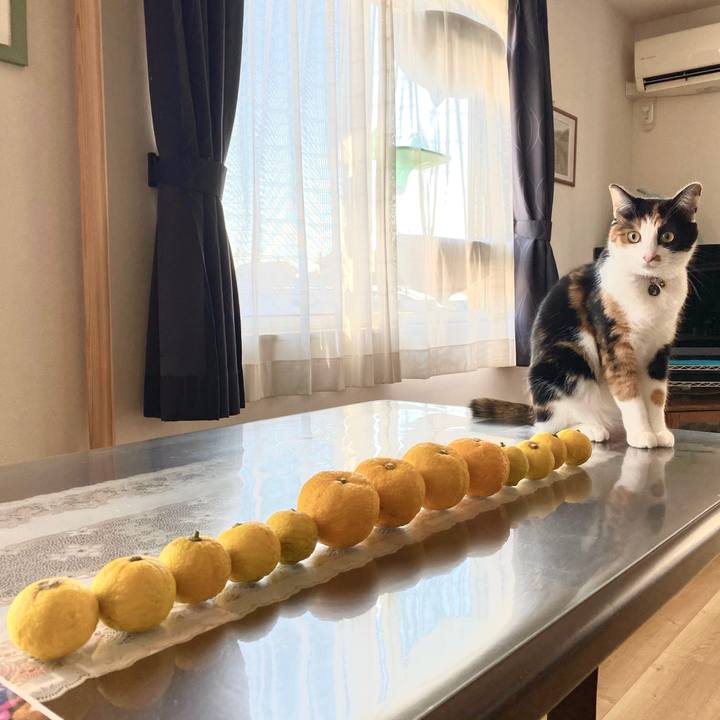 55be6a5c e7e6 4263 9788 c35600c3a60d 1608549073430