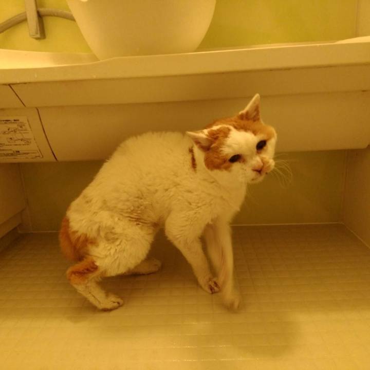 55becd10 23b3 4fc5 8165 066197955d95 1620641622115