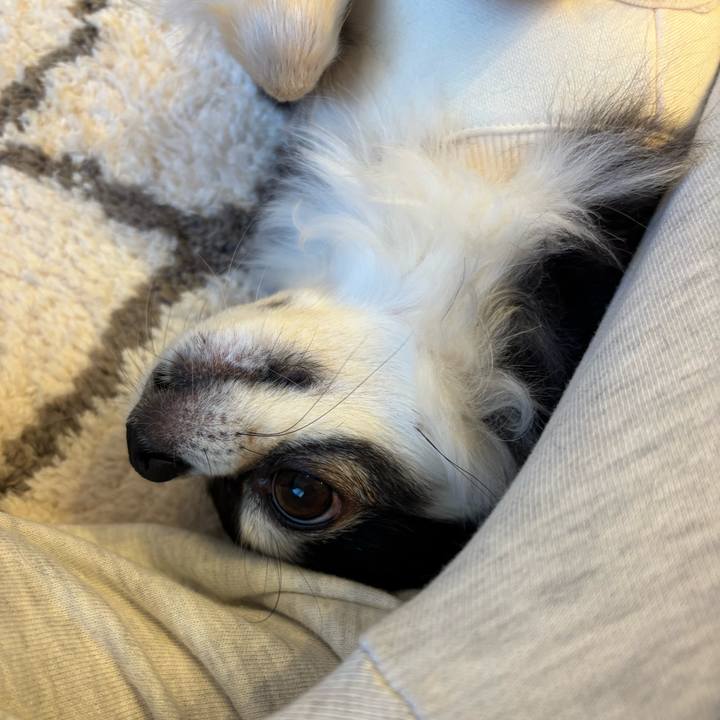 55bf2e80 6202 4ec0 828a 1211e564a0b9 1733587914612