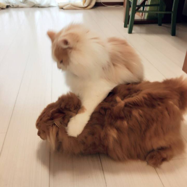 55c015f3 d57b 4663 9555 0873bccb7787 1509753064368