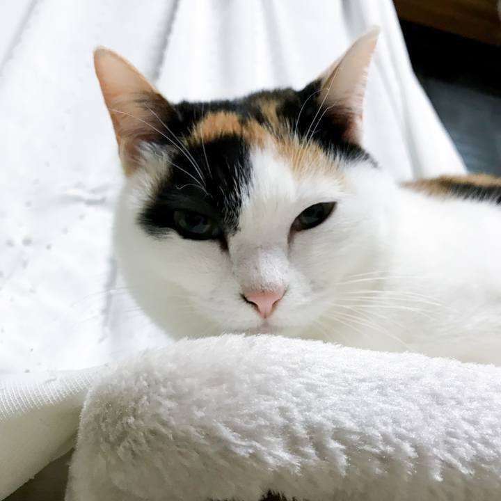 55c2f3ef 677e 4f22 9c55 9fde569c00d9 1521380052872