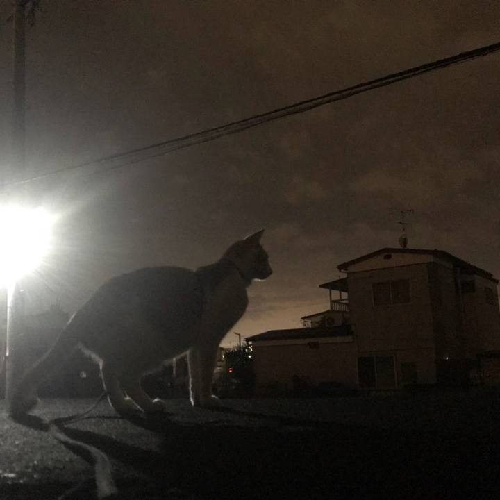 55c3ffca d917 4c3a ae2f 8c668bdc3da2 1509193634553