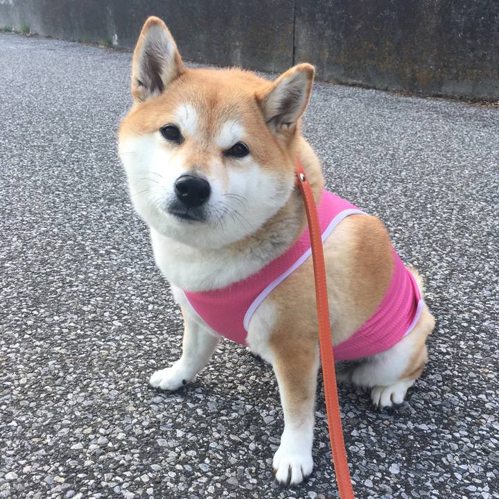 55c5c187 83dc 43d2 9ef5 692bce3e22d4 1573278543826