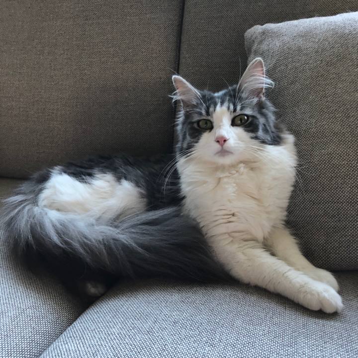 55ca4f7e 4a31 4761 9cfb 300d049ff40b 1529226236162