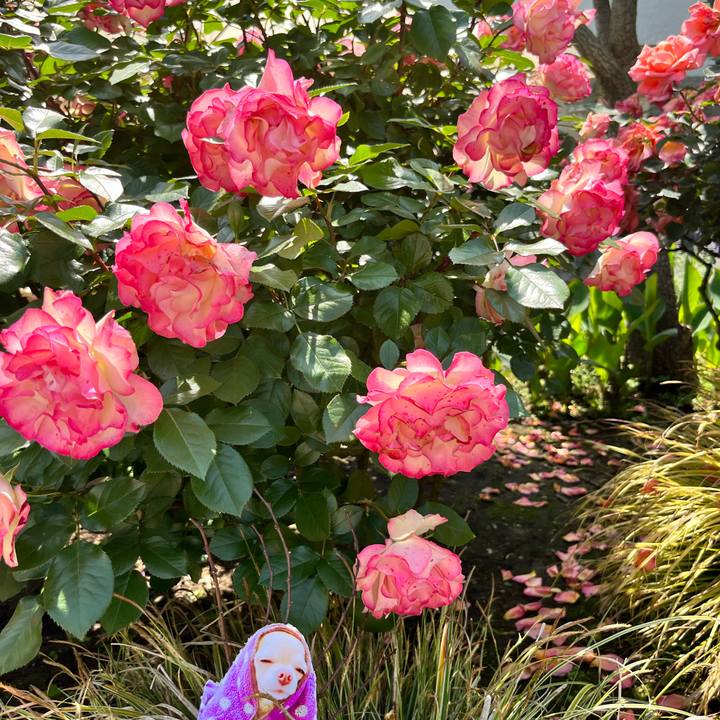 55cc1aa1 e4b1 423b 9976 f91aca3fffb1 1653466072699