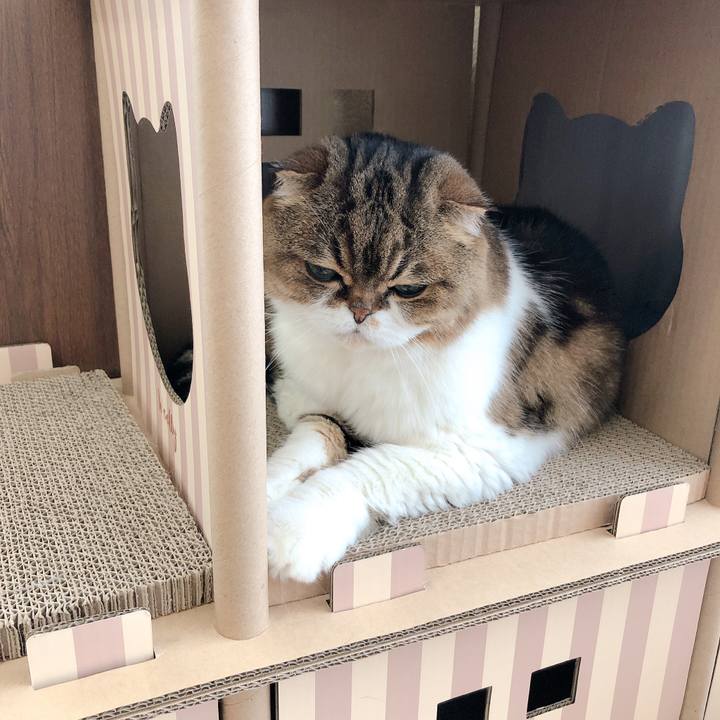 55cf871f 9224 4f8a a00b bf132f4f814d 1589428924864