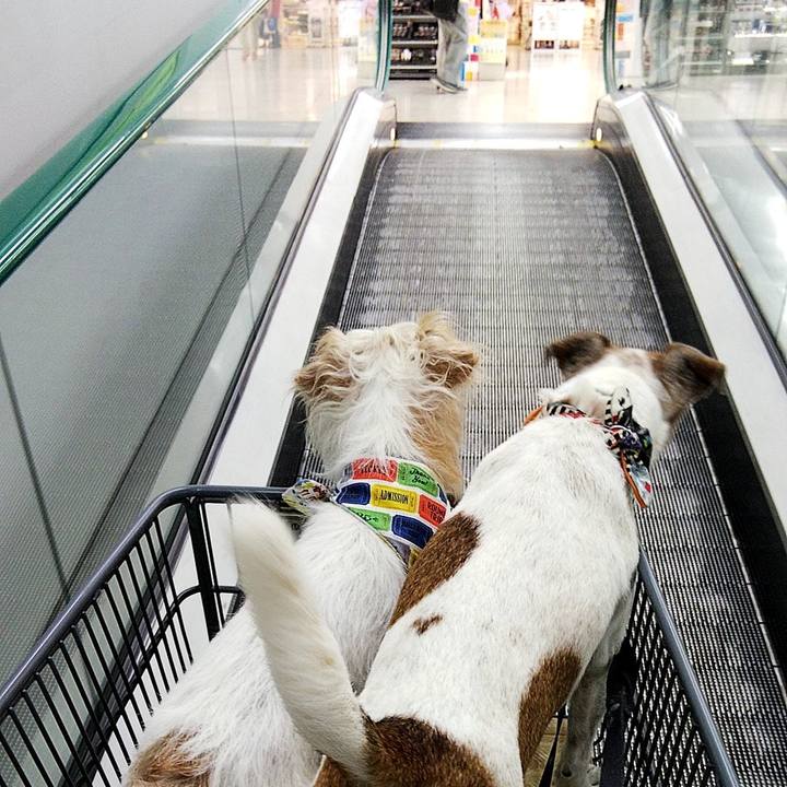 55cfbfb2 6e0a 447d ae12 0b728b1ab9a9 1564279695889