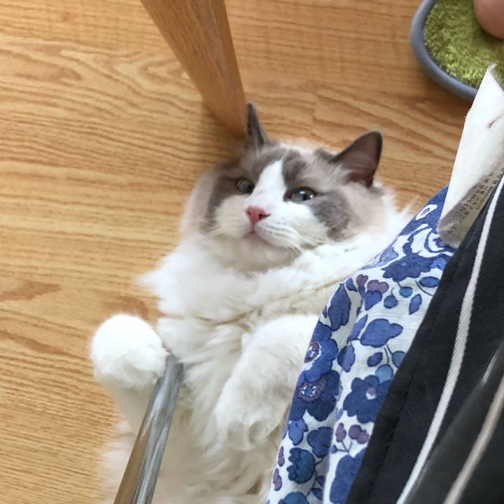 55d086d7 19a3 434c a98c ee28b9cc30cd 1562746849982