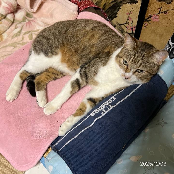 55d1b130 e1cb 492f b50c 7b8bfcd736c3 1764713138084