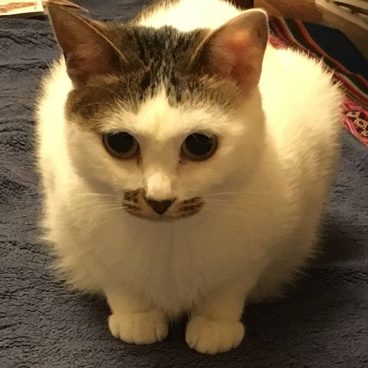 55d7fa60 49ff 4ffc b946 970afad5282d 1540341128739