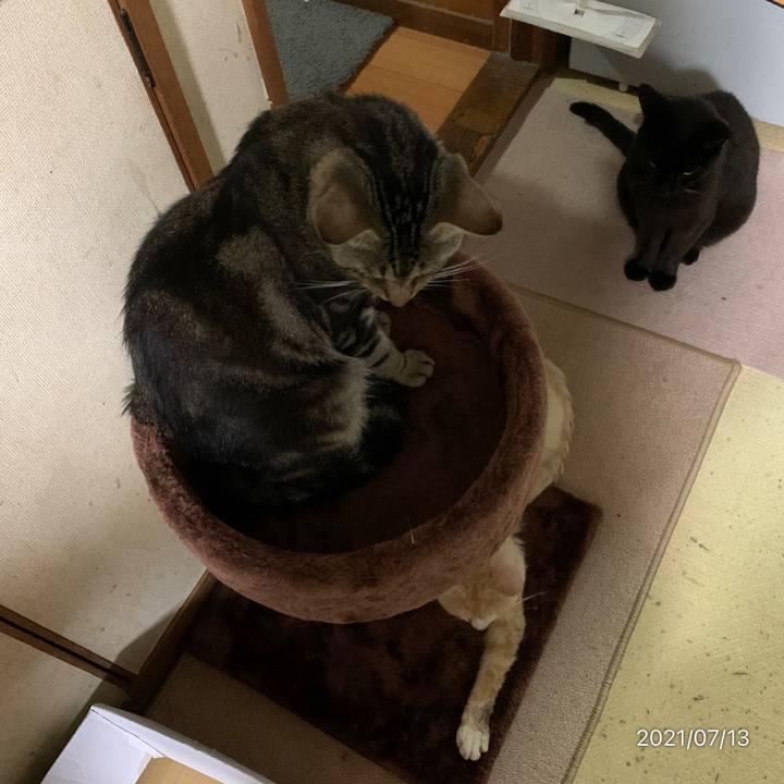 55d996cd a325 4737 a6d6 9a91ec2538fc 1626179198397