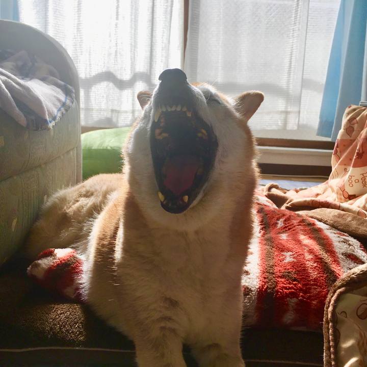 55da0efc b7c4 44a1 b658 1c7b0cec29ba 1544749314097