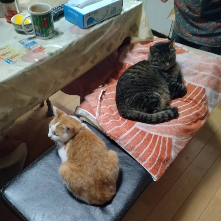 55da8aa9 69ec 411f abdb 14707f515fcf 1739859466973