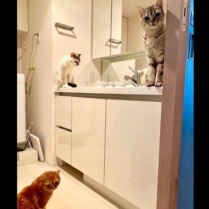 55dabf38 8cfd 4b60 9b11 4bc629f10f1e 1558396955298