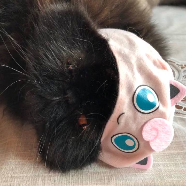 55dc0dc0 88b5 4c85 b210 2dc5283bfd1b 1548482014474