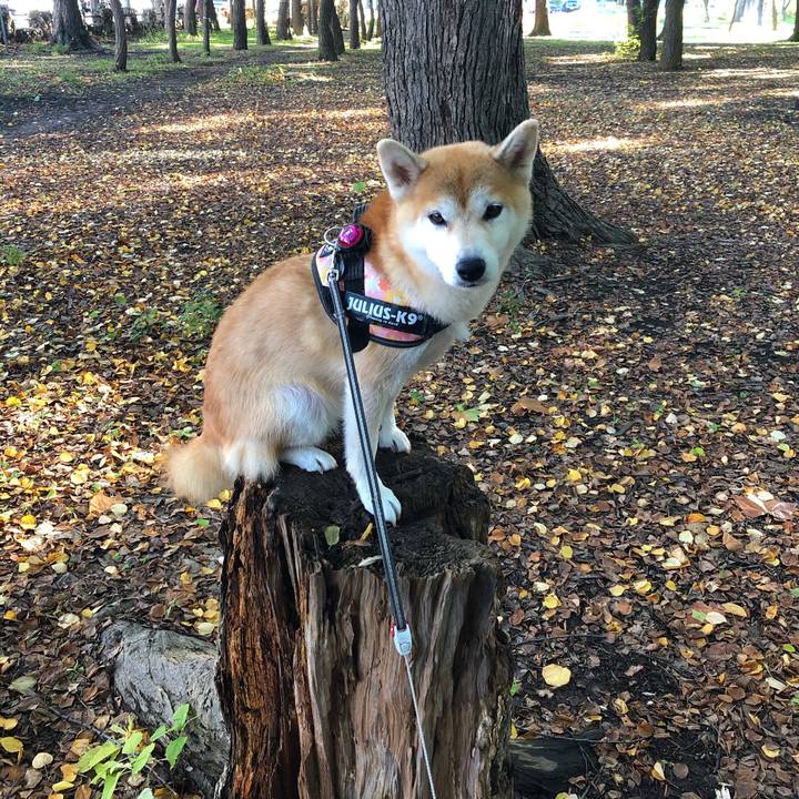 55dc9c6e c9ff 41c5 a1d7 7696582ce7be 1570672199162