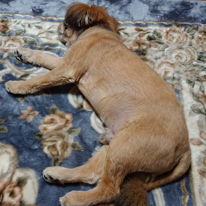 55dcdd64 7419 4980 afb5 6bcf6cbf3a3f 1589027736932