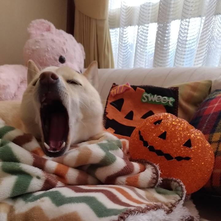 55dd443a ebd8 48f1 b8a7 a5140b9c1d38 1540773442544