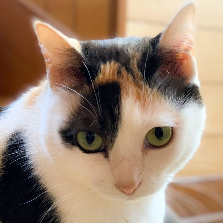 55dfcb96 c29f 48de b3df 8d513e243b33 1590200102413