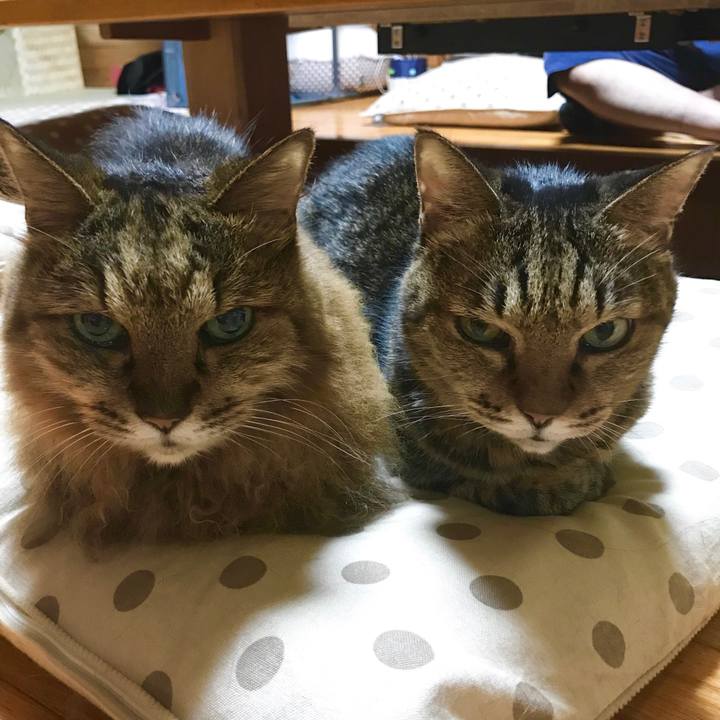 55e03990 1171 4ba1 b9cb c63333ecc9b5 1507716706249