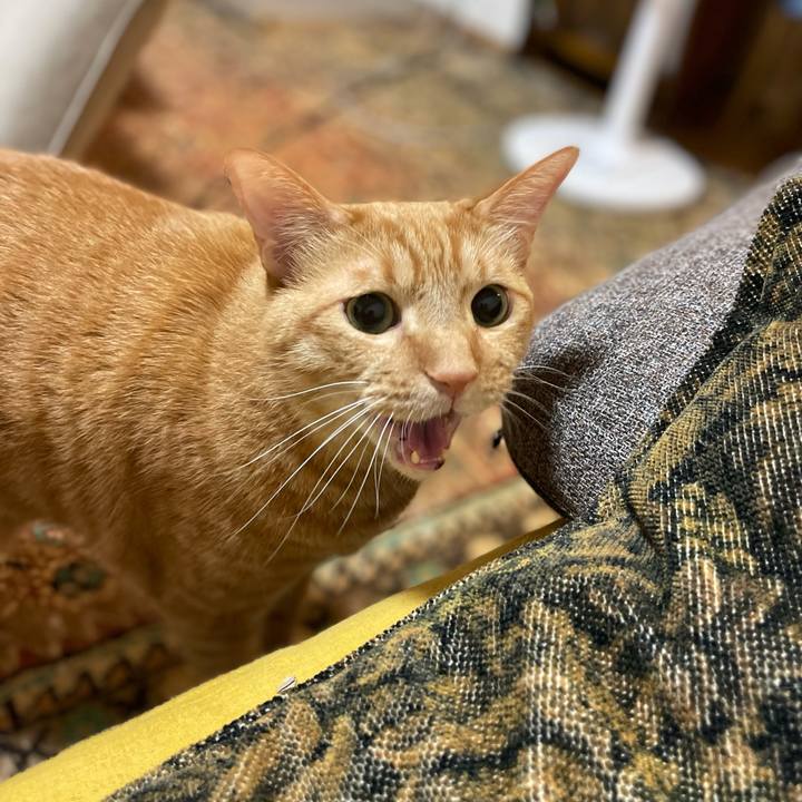 55e08852 8c0a 4292 af0e d414b113ac21 1634116485471