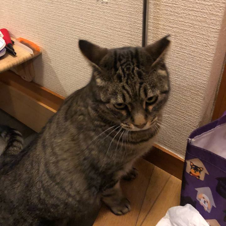 55e1a04f a928 4834 9ff3 9414cb4a61c4 1514365040244