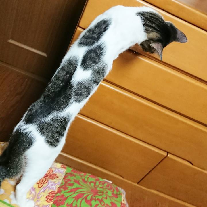 55e550a7 92c7 4554 b3dc 606e5c137a71 1509864311178