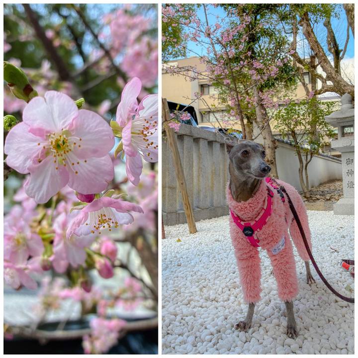 55e61799 52a7 407c a081 ce0ad2c1da7d 1772269965335