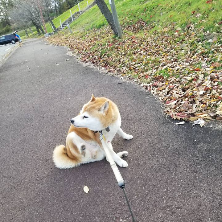 55e6bc32 92b4 4cd3 9a3d e01fa5baeb28 1636353100437